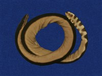 藏品(黑背海蛇)的圖片